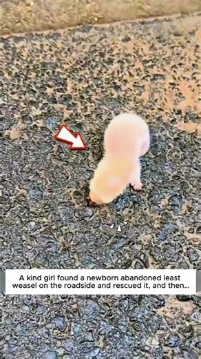 She rescued a newborn least weasel, and then..#weasel #cutelweasel #wildlife #animals #rescue #usa