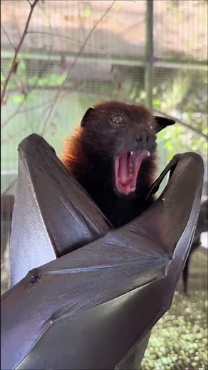 What does the bat say? Scientists believe many species can sing and recognize each other’s voices 🦇