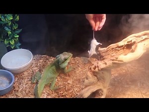 Water Dragon Eats a Live Mouse