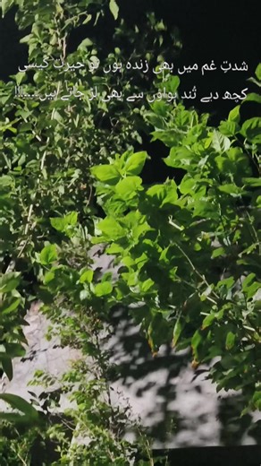 Abdul Rehman (@abdulrehman12678)’s videos with original sound - shiekh_diaries