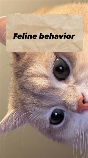 𝓓𝓻.𝓗𝓲𝓿𝓲 𝓗𝓪𝓶𝓮𝓮𝓭 on Instagram‎: "Feline Ear Anatomy & Selective Hearing Cats have approximately 32 muscles in each ear, allowing independent ear movement up to 180°. This complex muscular system helps them: • Precisely localize sound • Detect high frequency prey noises • Rotate each ear separately • React within milliseconds This advanced auditory ability evolved because cats are predatory hunters who rely heavily on sound detection for survival. So if your cat turns its ears toward yo