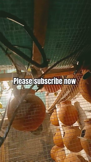 White house pet vlog Java sparrow breeding colony short viral trending Quran translation