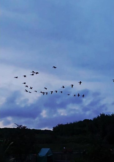Large Flock of Canadian geese, V formation dusk fly over, Honking.