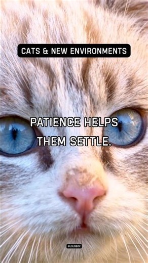 Your cat adjusts to new homes gradually. Patience helps them settle.