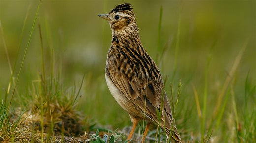 Chants d’oiseaux naturels dans leur habitat