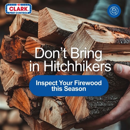 Cozy fire? Yes. Surprise #bugs in your living room? Hard no. Give your firewood a quick inspection before bringing it inside this season. | Clark Pest Control