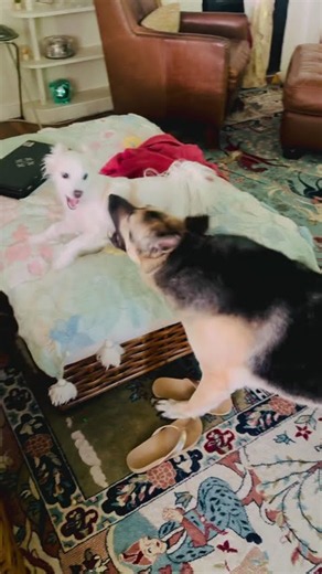 Littleman Snoopy vs Gentle Giant Honey