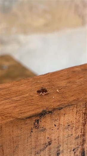 Quick Trick to Remove a Wooden Dowel Clean and simple. #USA #WoodFix #WorkshopHack | Fix of Hacks | Facebook