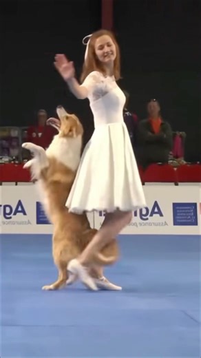 Dog Dance Competition#dancebattle #sportsdog#dogsoftiktok #dogs #funnydogs#usa #doglover