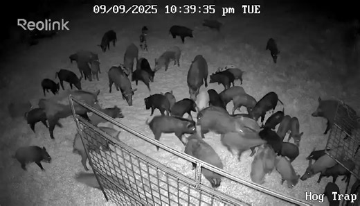 🌾 Every landowner knows the feeling… you wake up, walk outside, and overnight the hogs have rooted your pasture, wrecked your feeders, and cost you money. Pig season isn’t a joke – it’s WAR on your land. That’s why Hog Brothers builds the toughest, smartest hog traps on the market: 🐗 Built from heavy-duty steel. 🐗 Proven NEVER to bust open to even the biggest boars. 🐗 Equipped with a camera system so you decide when to drop – keeping deer and other wildlife safe. 🐗 Backed by a 5-year warran
