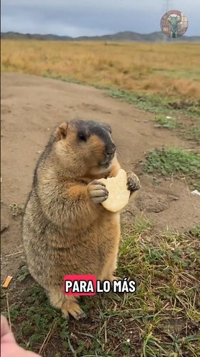 ¿Conoces a las Marmotas? 🦫