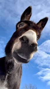 36K views · 738 reactions | Smile it's #WorldDonkeyDay! The day we celebrate these sociable and intelligent creatures  Unknown | Roar Wildlife News | Facebook