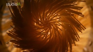 StudioM Food / SFX Reel 2024