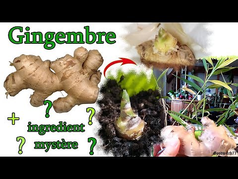 Comment faire pousser / cultiver gingembre maison secret _ growing indoor ginger trick root quicker