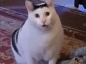 ⚡国外那些沙雕离谱搞笑瞬间⚡422