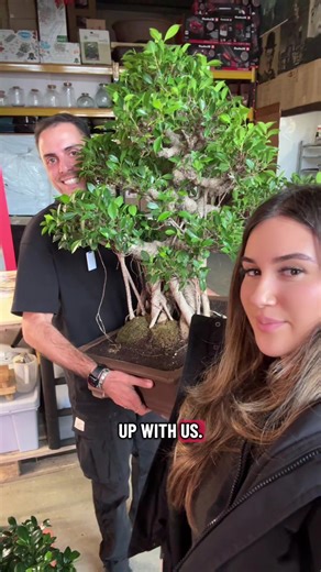 This beautiful ficus just found its new home 🌱 Join us as we get it ready. Sapphy and Corn started by cleaning the trunk, giving it a careful prune, and cleaning the pot. Every bonsai that leaves us gets a little prep and a lot of care before its next chapter 🍃 #bonsai #bonsaitree #plants #plantcare #fyp