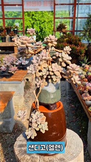 Stunning form of Sedeveria 'Ellen'!! #SucculentPrettierThanAFlower #succulent #succulents #succul...