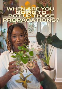 Hey boo, It’s time to pot up those propagations 🌱 🪴That means you need @Grow Queen soil to ensure your babies grow up big and strong 💪🏾 —— #GrowQueen #AroidMix #OrganicPlantFood #HouseplantFertilizer
