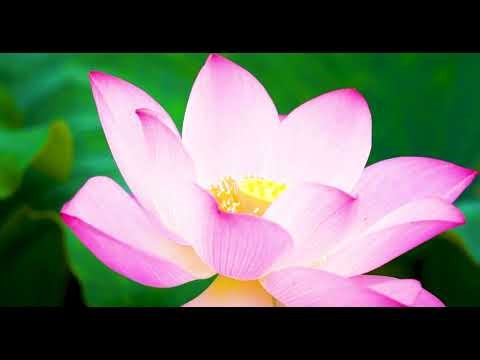 MOST Beautiful Flowers in 4K HDR with DOLBY VISION and Instrumental Music