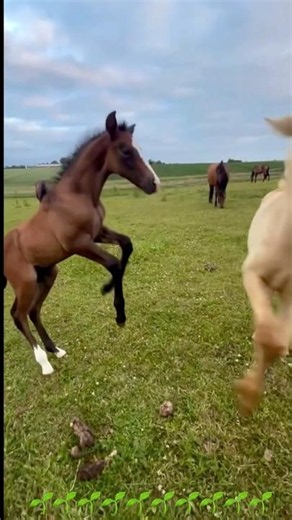 Cute Foal’s Amazing Moments#agressive foal
