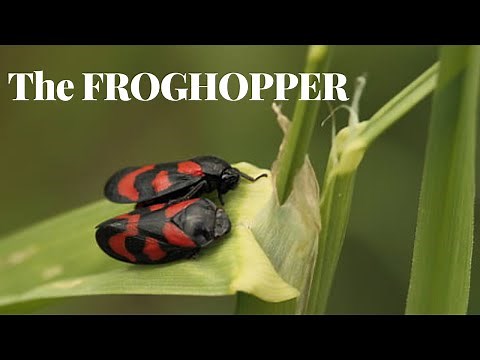 The Amazing Froghopper