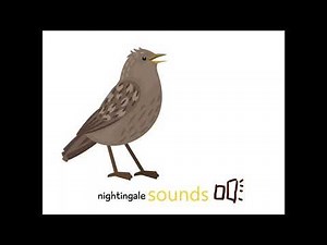 夜鷹的叫聲(nightjar sounds)