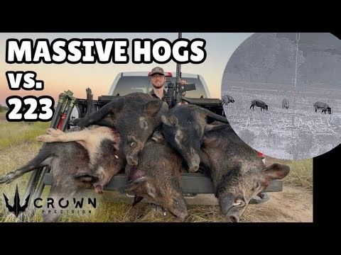 CARBON FIBER .223 Rifle DESTROYS Hogs! | Texas Thermal Hunt + Gear Breakdown