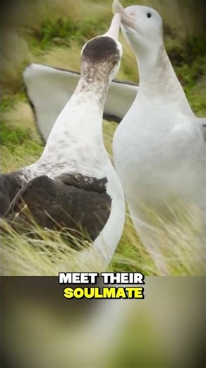The Enduring Love of the Albatross 🕊️💔