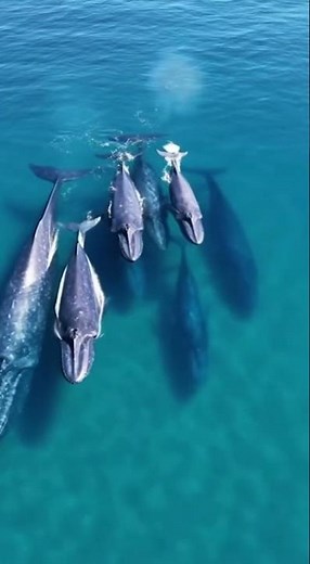 Drone caught rare footage of blue whale pod in the ocean