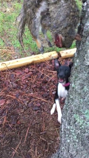 Squirrel dog training. Mountain Feist Squirrel dogs