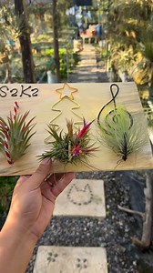 Christmas 🎄 themed key holder ❗️ But for now just lend me for air plants 😂 #Airplants | TillyMiri - Air Plants from Malaysia