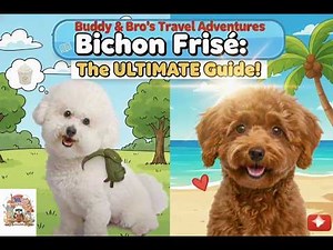 Bichon Frisé: The Ultimate Guide to the White Fluffball.🤍