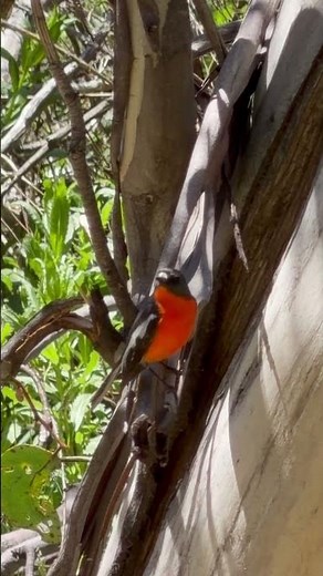 Flame Robin, Kosciuszko National Park, NSW, Australia