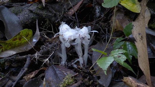 Ghost plants found in Yushe National Forest Park for third consecutive year