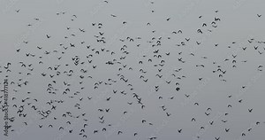 envol d'un groupe de pigeon ramier (Columba palumbus)