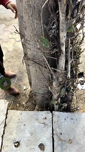 987K views · 42K reactions | we saved billions of trees in India by using angle grinder machine | Trees Plants Info | Facebook