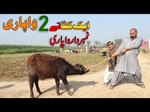 Eid Wala Katta vs Dou Wapari | Number Daar | Airport | Helmet | New Punjabi Comedy | Funny Video |