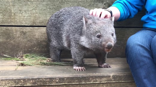You'll Fall In Love With This Adorable Wombat