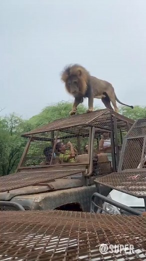 9.6K views · 35 reactions | Amazing and terrifying #naturelovers #nature | Super | Facebook