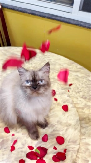 Showering love 🌹❤️ | Himalayan Cat | Cute Cat | Love #cutecatvideoshort #himalayancat #catshorts