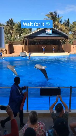 Dolphin Fun at Ushaka Marine World in South Africa