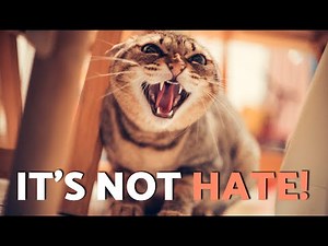 Is You Cat HISSIMG at YOU? 😾 This Is What It REALLY Means 🙀
