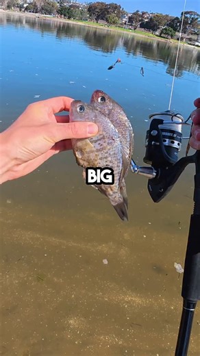 Catching_cyle on Instagram: "Big bait big fish? #fish #fyp #fishing #angler #fypシ #fishinglife #saltwaterfishing #fishingaddict #fishing #sharkfishing #fishingtrip #fishingaddict #shorts #outdoors"