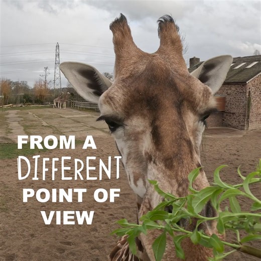 Get closer than ever before to incredible wildlife at Chester Zoo with truly unforgettable animal Experiences! ❤️🐾 | Chester Zoo