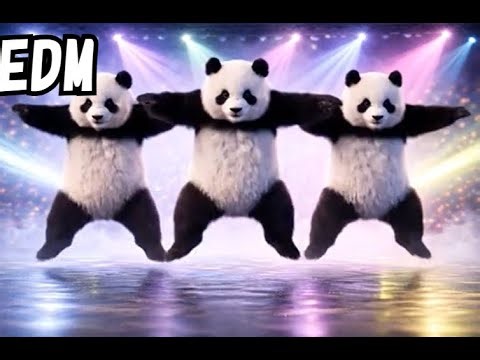 Baby Pandas Ready to Move 🐼🔥 | EDM Hip-Hop Dance Stage (Female Vocal)