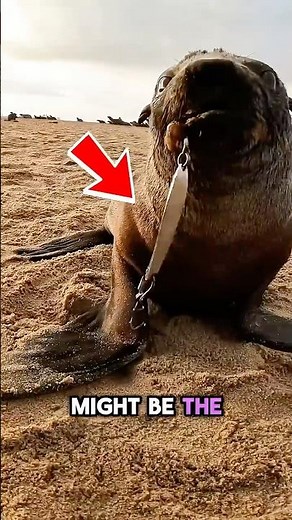 Everyone Thought They Were Hurting the Seal Until They Saw the Hook 😳