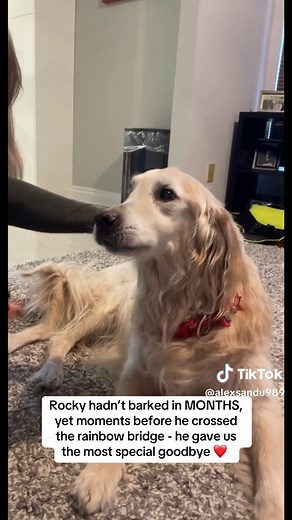 Heartwarming Goodbye from a Golden Retriever 🐾 #goldenretrieverlife