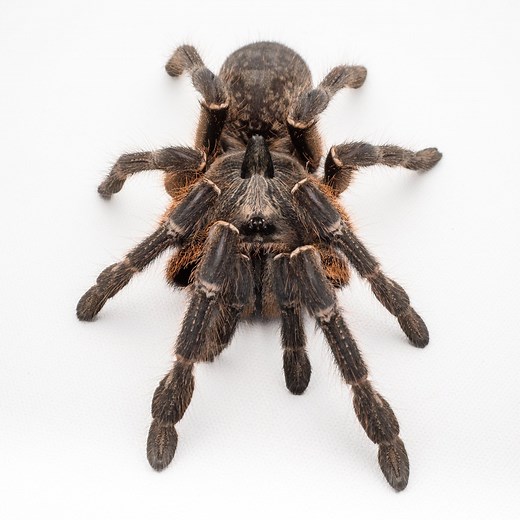 Rear Horned Baboon Tarantula (Ceratogyrus darlingi) Care — The Tarantula Collective