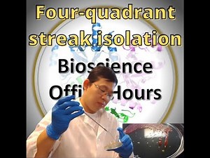 Can we isolate microbes from probiotics? Streak Isolation Demo