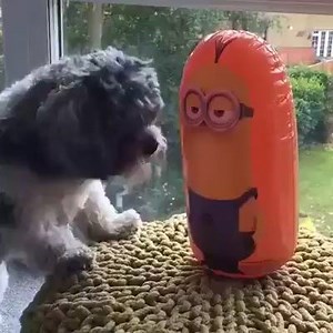 73K views · 1.9K reactions | Shichon dog named Arne Doodle Vs Minion Kevin! Video credit: Time | The Happy Pet Co | Facebook